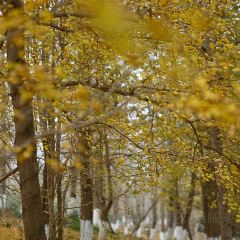 宝马生态农庄·柴火鸡(宝马店) User Photo