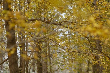 宝马生态农庄·柴火鸡(宝马店)