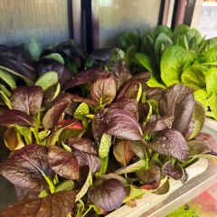 鼎尚养生火锅店 User Photo