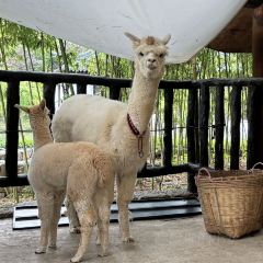 烤包子咖啡屋·洋食 User Photo