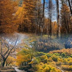 村里香农家菜 User Photo