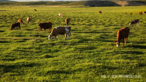 Baiyin Xile Grassland Nature Reserve