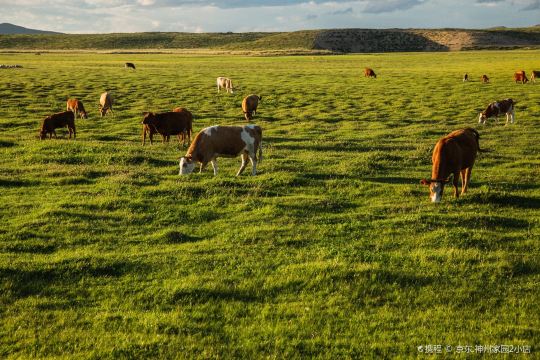 Baiyin Xile Grassland Nature Reserve