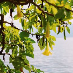 大理云里小坐·花音南洋海景酒店(双廊店)·云里小坐·花音南洋海景餐厅 User Photo