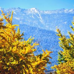 心邸咖啡張用戶圖片