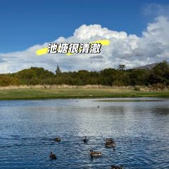 Mount Cook Alpine Salmon張用戶圖片