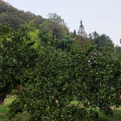 枇杷熟了coffee User Photo