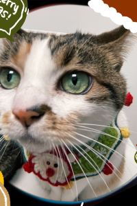 Bugugugu 新北板橋馥都飯店優惠