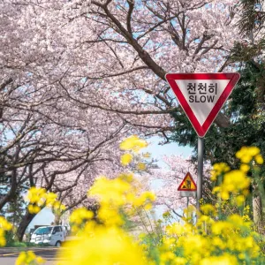 전농로 벚꽃길