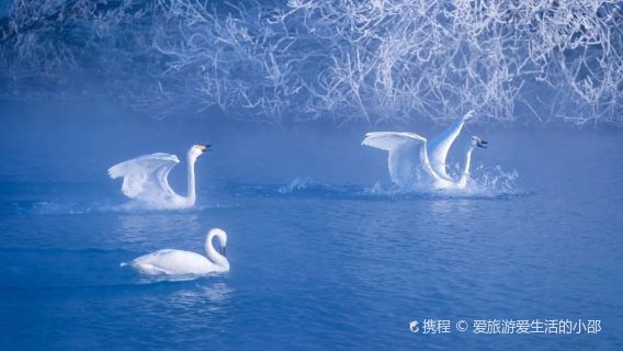Swan Spring