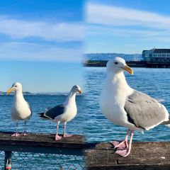 Tatte Bakery & Cafe User Photo