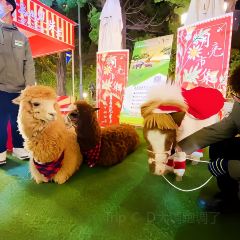 青島遇見米蘭(八大關店)張用戶圖片