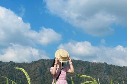 Warung Tepi Sawah 2769