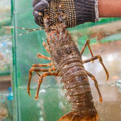 Mega seafood User Photo