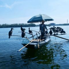 Baiyangdianyufudunza Fish User Photo