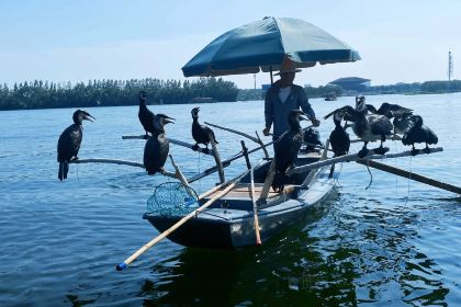 Baiyangdianyufudunza Fish