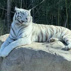 四厂烩面(棉纺路店) User Photo