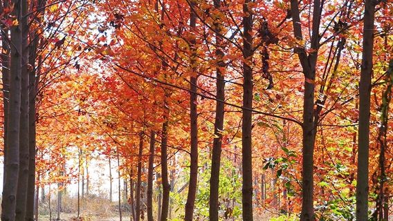 Longshan Lake National Wetland Park