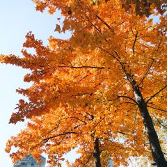 麥當勞（常州西瀛裡店）張用戶圖片