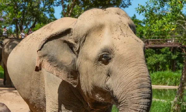 Samui Elephant Kingdom Sanctuary