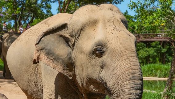 Samui Elephant Kingdom Sanctuary