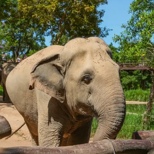 Samui Elephant Kingdom Sanctuary