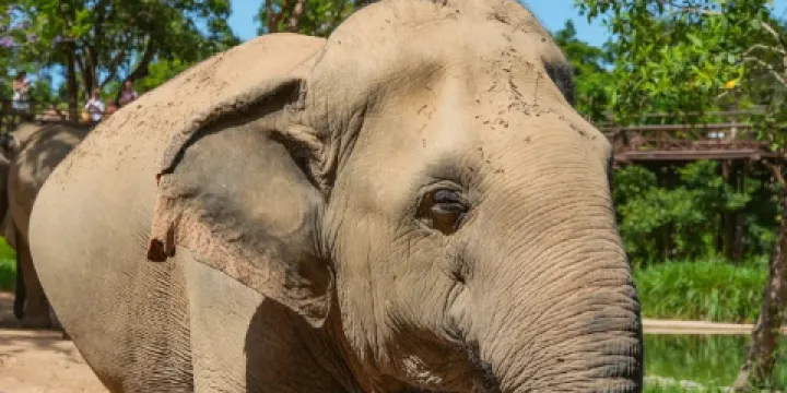 蘇梅島大象王國