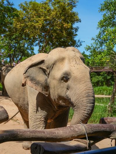 Samui Elephant Kingdom Sanctuary