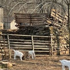 黃栗樹生態美食土菜館張用戶圖片