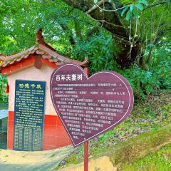 南坑咖啡观赏园 User Photo