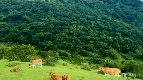 da mu shan yuan sheng tai cao yuan
