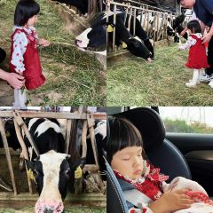高朋家常菜 User Photo