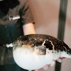 鲐赏河豚(徐汇店) User Photo