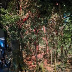 安吉自然博物院自然体验餐厅 User Photo