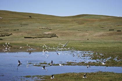 新达吾提大烤店
