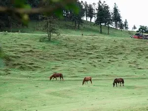 深秋里180°山景民宿(武隆仙女山店)·秋食餐厅