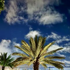 Seneca Trattoria張用戶圖片