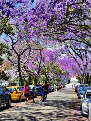 McDougall St Jacaranda Trees