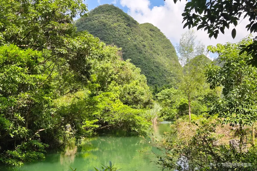 Loudou Forest