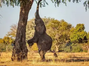 Lochinvar National Park