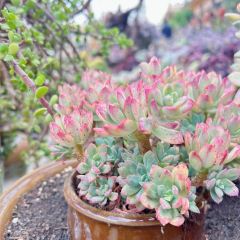 912张宜花园餐厅 User Photo