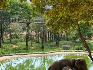 Samui Elephant Kingdom Sanctuary