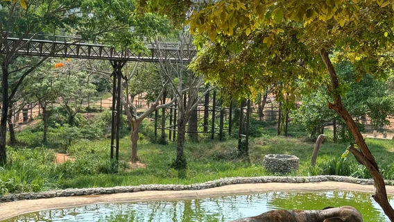 Samui Elephant Kingdom Sanctuary