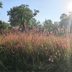 金地肥牛府(秀水街店) User Photo
