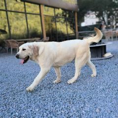 四姑娘山仰望星空·Vacilando度假庄园(长坪沟景区店)·猎户餐厅 여행 사진