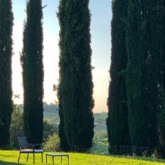 il pomodorino張用戶圖片