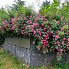 建业花满地温泉酒店-雾中花餐厅 여행 사진