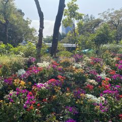 Holiday Inn Golden Mile - Loong Yuen 여행 사진