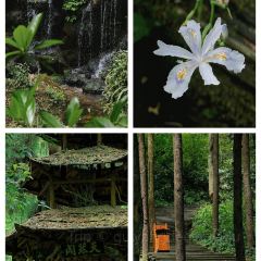 TU ZAO REN JIA CHAIHUO CHICKEN User Photo