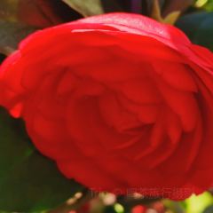 Jiahuabingwu (jinseguangchang) User Photo